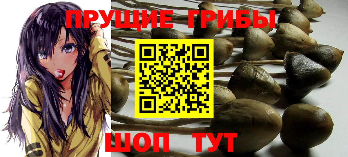 Псилоцибиновые грибы GOLDEN TEACHER Тихвин